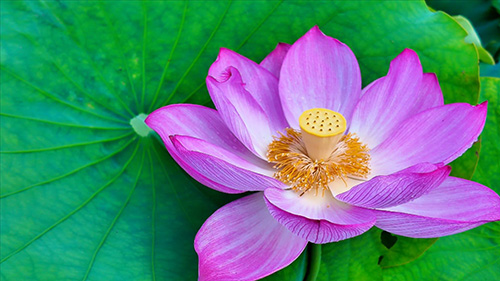 桂井荷花盛夏别样红.jpg