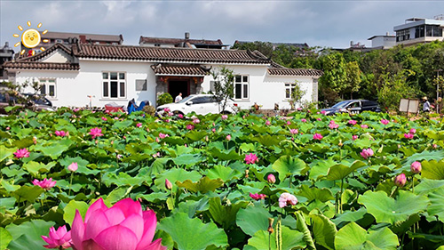 桂井荷花盛夏别样红1.jpg