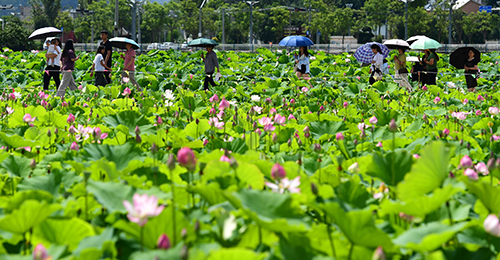夏日美景引客来1.jpg