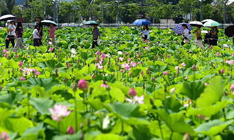 夏日美景引客来